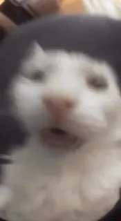 😎 094ac0b8 고양이, 동물, 애완동물, 흰 고양이, 웃긴 telegram sticker