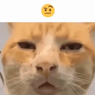 🤨 426022a8 고양이, 밈, 동물, 웃긴, 혼란, 질문, 생각 telegram sticker
