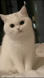 Rita's gif @aliSavings whatsapp stickers