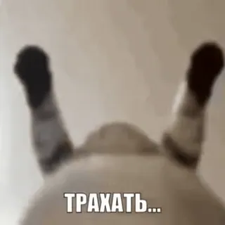 🌟 630baab2 ТРАХАТЬ... 러시아어, 텍스트, 공격적인 telegram sticker