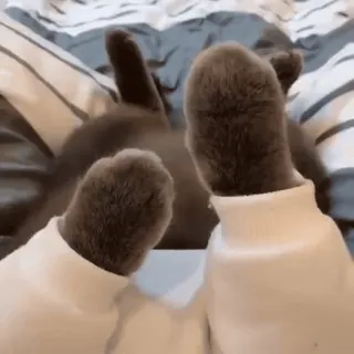 ❤ 63c7e35b 고양이, 스웨터, 웃긴, 동물, 애완동물, 귀여운, 발, 회색 고양이 telegram sticker