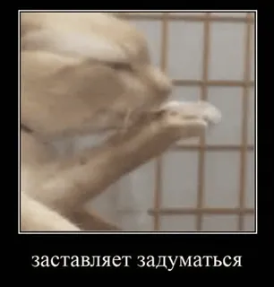 😳 8a7bc337 заставляет задуматься 고양이, 밈, 러시아, 생각, 웃긴 telegram sticker