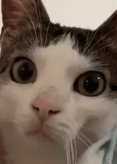 🤨 939f0fee 고양이, 동물, 귀여운, 애완동물, 반려동물, 고양이과 telegram sticker