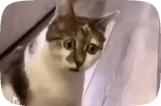 🤨 9b22d345 고양이, 동물, 귀여운, 애완동물, 집고양이, 고양이과 telegram sticker