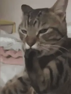 Rita's gif @aliSavings telegram stickers