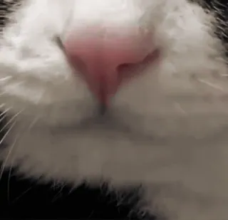 🌟 b1314fff 고양이, 코, 동물, 가축, 애완동물, 포유류 telegram sticker