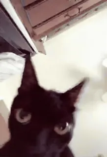 😡 b4f97137 고양이, 검은 고양이, 동물, 애완 동물, 가축, 고양이과 telegram sticker