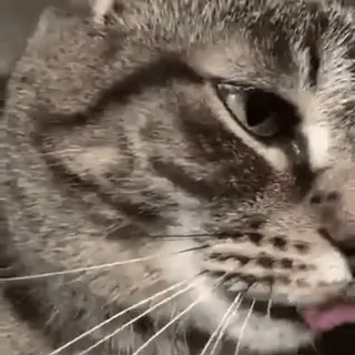 🌟 b7e87a60 고양이, 동물, 애완 동물, 핥기, 혀, 얼룩 고양이 telegram sticker