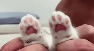 Rita's gif @aliSavings telegram stickers