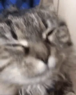 🙃 d94947da 고양이, 동물, 애완동물, 고양이과 telegram sticker