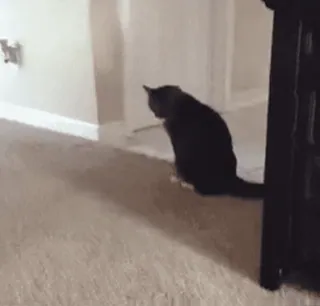 😡 ef35de81 고양이, 동물, 애완동물, 가축, 포유류 telegram sticker