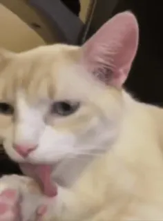 😶 fa03f160 고양이, 핥기, 애완 동물, 동물, 집고양이 telegram sticker