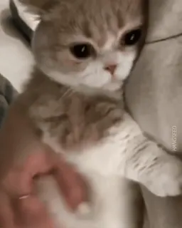 😢 fd55b095 고양이, 새끼 고양이, 애완동물, 동물, 귀여운, 집고양이 telegram sticker