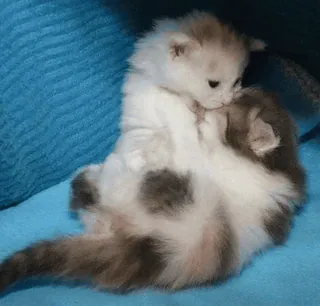 🫂 07f2dbd2 chaton, mignon, chats, animaux, animaux de compagnie telegram sticker