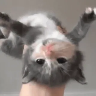 🐱 1f0ef7ca chaton, chat, animal, mignon, animal de compagnie telegram sticker