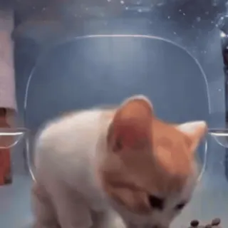 😱 22a50ce8 chat, chaton, animal, animal de compagnie, mignon telegram sticker