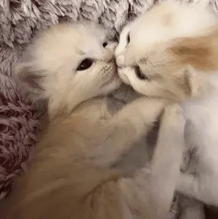 🥣 343c1b55 chatons, chats, animaux, mignon, domestique telegram sticker