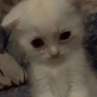 🥴 3c493efa chat, chaton, blanc, mignon, animal de compagnie telegram sticker