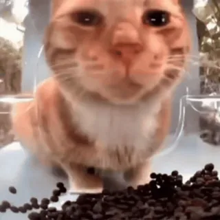 👀 4d999dd8 chat, animal, haricots, mignon, domestique telegram sticker