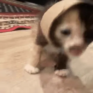 🐱 4f8b66f9 chaton, chat, animal, mignon, animal de compagnie telegram sticker