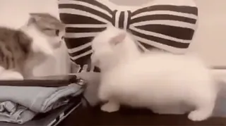 🐈 52fe8e28 chats, chaton, mignon, animaux de compagnie, animaux telegram sticker