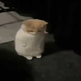 🐈 5ff9d4bd chat, mignon, animal, triste, blanc telegram sticker