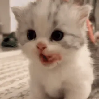 🐱 6a2768e7 chat, chaton, mignon, animal de compagnie, animal telegram sticker