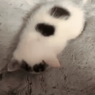 ❤️ 8165f8eb chaton, chat, blanc, noir, mignon, animal telegram sticker