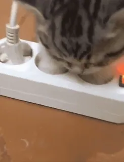 😗 82e2d118 chat, prise électrique, animal, électricité, danger, prise telegram sticker