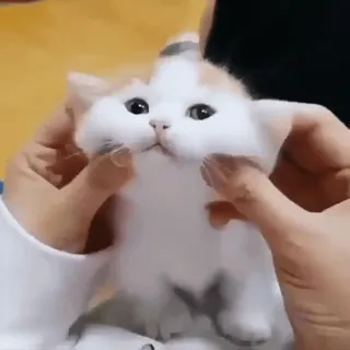 🐱 844293eb chat, chaton, mignon, animal de compagnie, animal, mains, jouer telegram sticker
