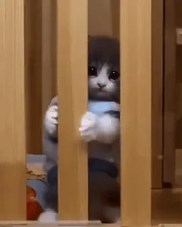 🥺 b32c50e9 chaton, chat, mignon, triste, yeux telegram sticker