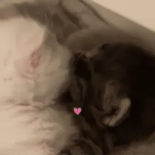 💋 c9fe2564 chat, cœur, animal de compagnie, amour, animal telegram sticker