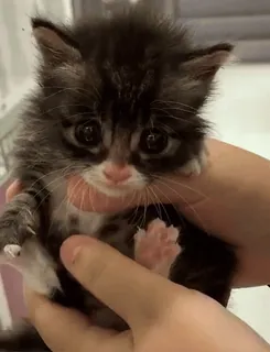 😡 d96a776b chaton, mignon, chat, animal de compagnie, animal, bébé telegram sticker