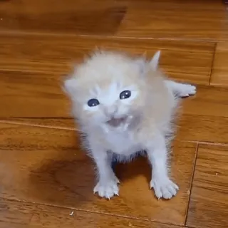 🐱 dfef4320 chaton, chat, bébé animal, mignon, félin telegram sticker