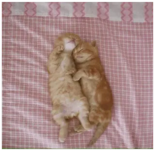 🐓 f91a0c52 chats, chatons, dormir, animaux, mignon telegram sticker