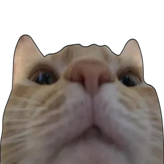 😾 05ed3227 Katze, Tier, Haustier, lustig, Meme, süß, orange Katze whatsapp sticker