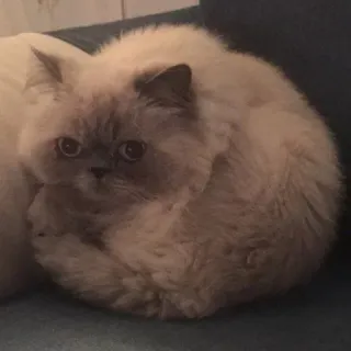 ➰ 121b7f4b кот, котенок, питомец, животное, милый, пушистый, домашнее животное telegram sticker