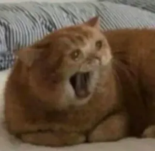 ➰ 163f196d кот, мем, смешной, в шоке, животное, кошачий, оранжевый telegram sticker