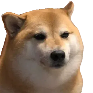 ➰ 66a16536 Doge собака, сиба ину, мем, животное, питомец telegram sticker