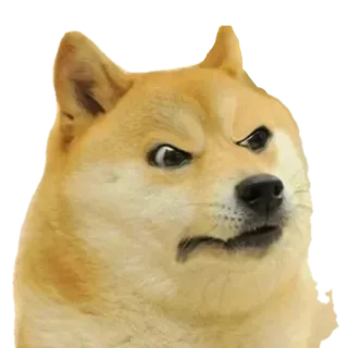 ➰ 918cd1e7 Doge доге, собака, мем, злой, смешной telegram sticker