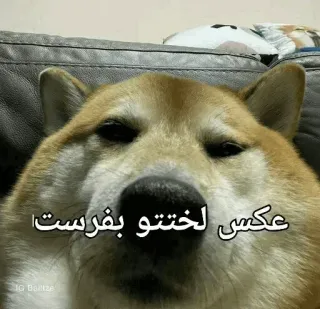 ➰ b8d1dea2 عکس لختتو بفرست собака, мем, персидский, скинь нюдсы, животное, смешной telegram sticker