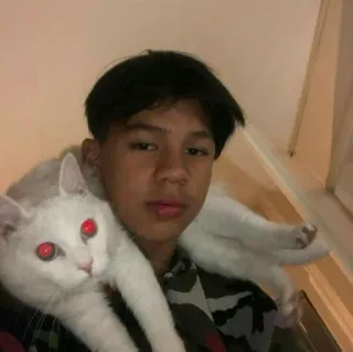 🚬 bf0daff3 kot, zwierzę domowe, zwierzę, osoba, chłopiec, biały kot, czerwone oczy telegram sticker