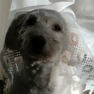 Rogerpound whatsapp stickers