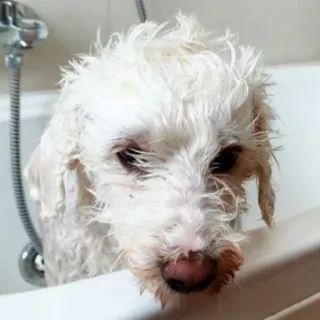 ☹️ 1f87f5ab pies, zwierzę domowe, zwierzę, kąpiel, słodki, mokry telegram sticker