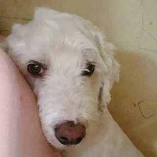 ☹️ 3a9c128f pies, biały pies, zwierzę domowe, zwierzę, słodki, szczeniak telegram sticker