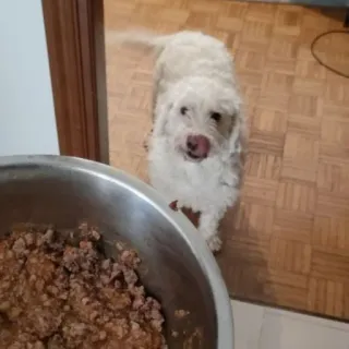 😋 5ff65e8b pies, jedzenie, zwierzę domowe, zwierzę, miska, wewnątrz telegram sticker