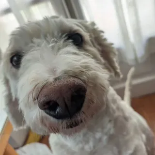 🧐 60ba17a6 pies, zwierzę domowe, zwierzę, zbliżenie, biały, słodki, portret telegram sticker