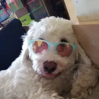 😎 618719f2 pies, okulary przeciwsłoneczne, zwierzę domowe, zwierzę, słodki, fajny telegram sticker