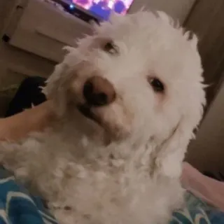 😐 636d9a27 pies, biały, puszysty, zwierzę domowe, zwierzę, portret telegram sticker