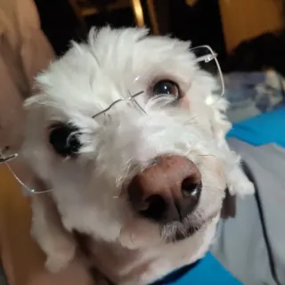 🧐 63ddff26 pies, okulary, zwierzę domowe, zwierzę, biały pies, słodki, portret telegram sticker